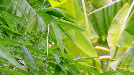 Rama-De-árbol-De-Bambú-Ondulante-Verde-Tropical-Que-Sopla-En-El-Viento-Concepto-De-Fondo-De-Relajación-Natural-Con-Luz-Solar,-Abstracto-Y-Bokeh