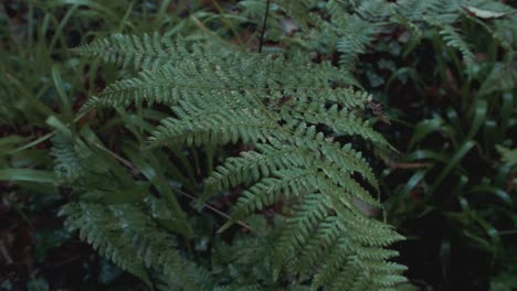 Dew-covered-ferns-within-dense-woodland-TILT-REVEAL