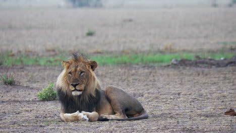 Black-Maned-Lion-Lying-On-The-Ground-Under-The-Rain-In-Nxai-Pan,-Botswana---Medium-Shot