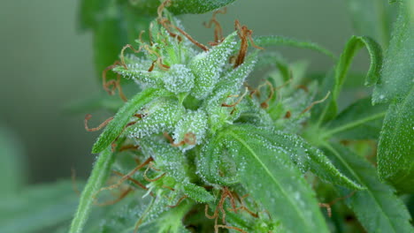 Aufnahmen-Von-Cannabispflanzen-Aus-Nächster-Nähe,-Marihuana-Busch