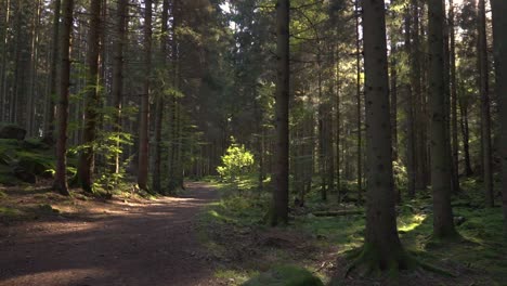 Ein-Waldweg-In-Fichtenwäldern,-Zwischen-Den-Bäumen-Scheint-Die-Sonne