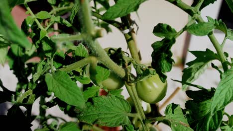 Unripe-green-tomatoes-growing-outside