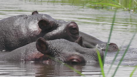 Hipopótamos-Sumergidos-En-El-Agua-Fría-Del-Lago-En-Bostwana-En-Un-Clima-Cálido-Y-Soleado---Toma-De-Primer-Plano