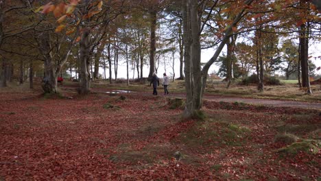 An-autumn-walk-in-woodland-with-tractor-going-past
