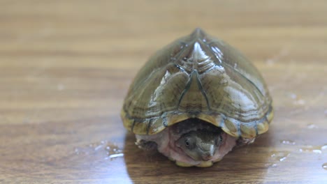 Razorback-musk-turtle--Close-up-video