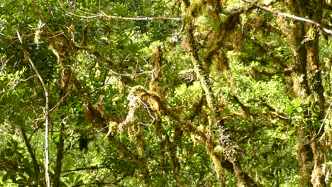 Multiple-birds-flying-between-mossy-tree-branches-in-Costa-RIca