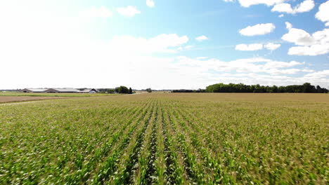 Drone-footage-over-corn-fields-in-Michigan