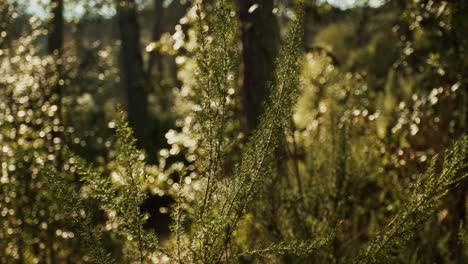 Erica-Arborea-Cerca-De-Una-Planta-Verde-En-El-Bosque-Meciéndose-Suavemente-En-El-Viento-Durante-Un-Hermoso-Día