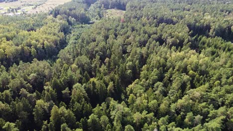 Drone-flight-over-green-and-vibrant-Lithuanian-forest