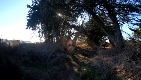 POV-walking-through-a-calming-nature-trail-surrounded-by-trees-and-passing-sunlight