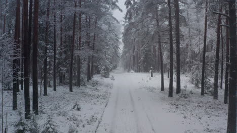 Snowy-forest-road-in-the-evening