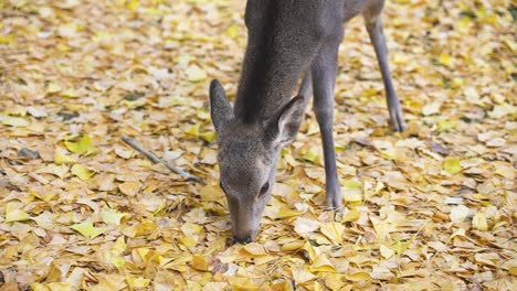 Junge-Hirsche-Fressen-Herbstliche-Goldene-Ginkgoblätter-Auf-Dem-Waldboden