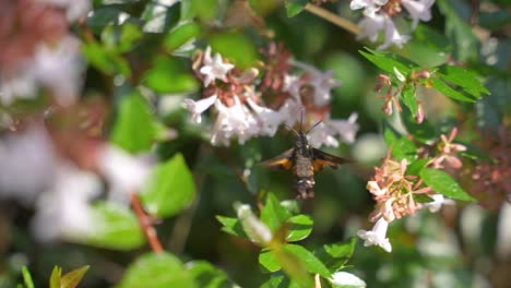Hummingbird-Moth-using-proboscis-to-drink-nectar-from-white-flowers