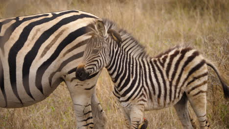 Zebra-foal-with-oxpecker-in-his-mane-stands-behind-his-mother