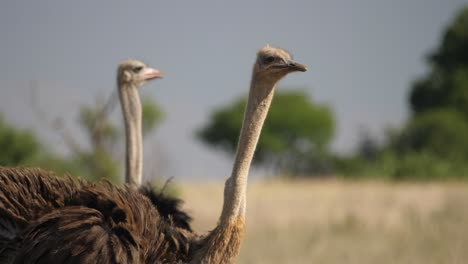 Alert-Ostrich-Watches-for-Danger-Eating-in-African-Grassland,-Following-Head