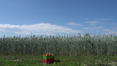 A-basket-of-strawberries-alone-in-the-grass-with-a-wheat-field-behind
