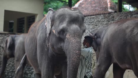Yogyakarta,-Indonesia---Nov-23,-2020-:-An-elephant-in-an-elephant-sanctuary-or-shelter-in-Gembira-Loka-Zoo-Yogyakarta