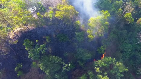 Threat-of-brushfire-for-wildlife-in-tropical-forests-of-Australia---Aerial-drone-view