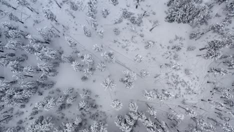 Aerial-of-a-dense-forest-covered-in-snow-and-ice