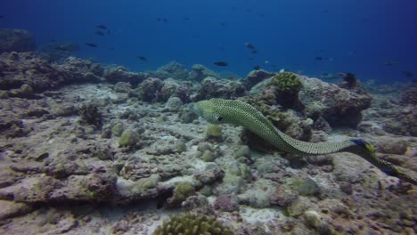 Honey-comb-moray-eel-swimming-over-a-coral-reef-in-the-Maldives