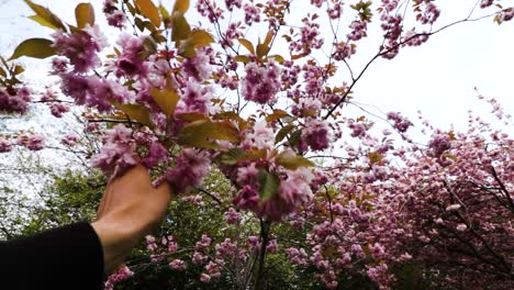 Close-up-of-man's-hand-touching-the-branch-with-pink-cherry-blossoms-tree