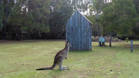Kangaroo-with-ears-rotating-and-listening-in-front-of-a-shed-at-dusk