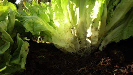 Female-Hand-Picks-A-Fresh-And-Healthy-Lettuce-From-The-Garden-Beds---close-up