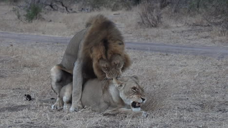 Lions-mating-then-the-lioness-rolls-over-to-assist-with-ovulation