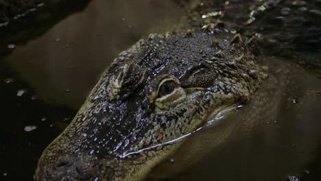 Amerikanischer-Alligator-Schwamm,-Nahaufnahme-Des-Gesichts,-Das-Im-Dunkeln-Pirscht