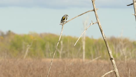 Bird-sat-on-dead-tree-branch-at-marshland,-blurry-forest-in-sunny-weather-at-the-background
