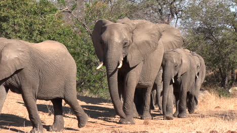 A-herd-of-elephants-rushing-across-the-dry-African-terrain-towards-a-waterhole