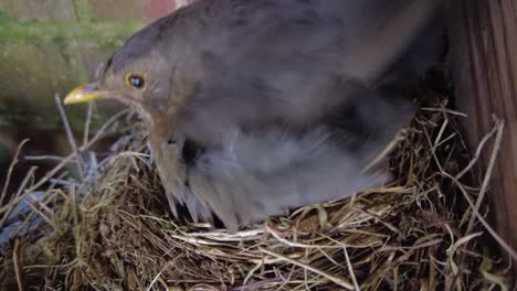 blackbird-nesting-and-feeding-chicks