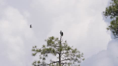 Osprey-sits-on-a-treetop-as-a-turkey-vulture-floats-by