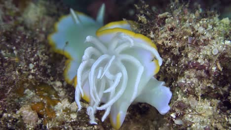 Close-up-of-gills-from-Chromodoris-Nudibranch