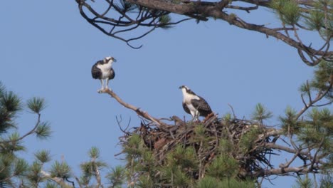 Osprey-leaps-from-their-nest-into-flight