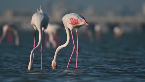 Greater-Flamingos-wandering-in-the-shallow-sea-water-at-low-tide---Bahrain