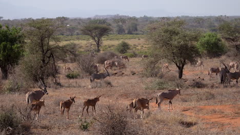 Gemsbok-oryx-gazella-in-a-national-park-in-Kenya