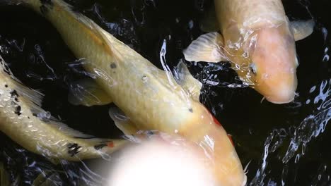Multi-color-koi-fish-close-up-view-swimming-in-a-pond,-slow-motion