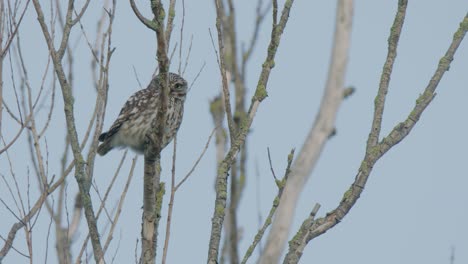 Gray-Little-Owl-looking-towards-camera-sitting-on-swaying-tree-branch---full