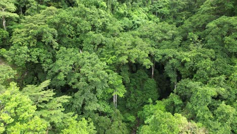 Vista-con-drone-de-bosque-tropical-en-Costa-Rica