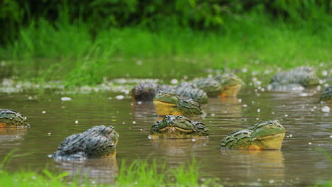 A-Troop-Of-Male-African-Giant-Bullfrogs-Gathered-In-Breeding-Pond-With-Vegetation-During-Rainy-Season-In-Central-Kalahari-Botswana