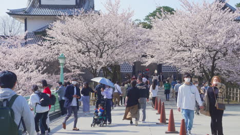 People-Wearing-Mask-Strolling-At-Kenroku-en-Garden-During-Sakura-Season-In-Kanazawa,-Japan