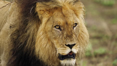 Furry-Lion-With-Mane-Walking-In-Safari