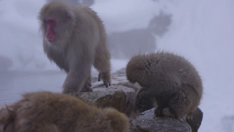 Japanese-Macaques-Foraging-for-Food-Along-Edge-of-Geothermal-Pool,-Nagano