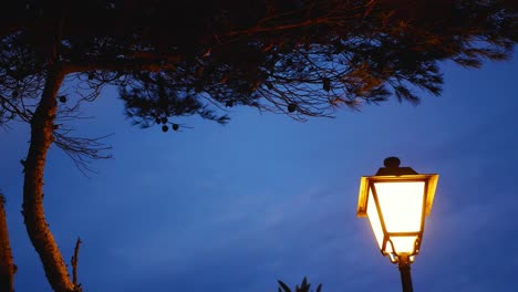 Classic-streetlamp-at-twilight-under-a-pine-tree-with-a-gentle-balmy-breeze