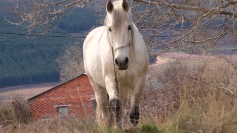 White-purebred-horse-tied-with-a-rope,-walking-on-the-meadow