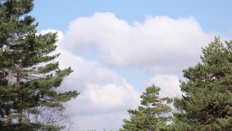 Time-lapse-footage-of-white-clouds-on-blue-sky-behind-pine-trees
