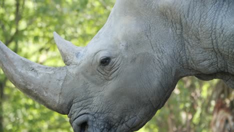 A-close-up-of-a-white-rhino-on-a-green-background-of-trees