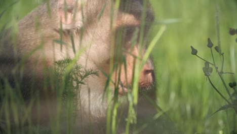Pig-tailed-macaque-playing-in-the-grass-in-the-zoo