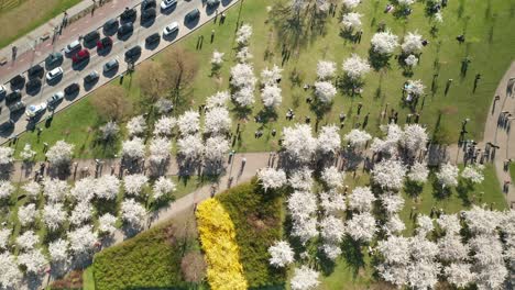 Luftaufnahme:-Menschen,-Die-Während-Der-Kirschblütenzeit-An-Einem-Schönen-Abend-Zwischen-Weißen-Sakuras-In-Vilnius-Spazieren